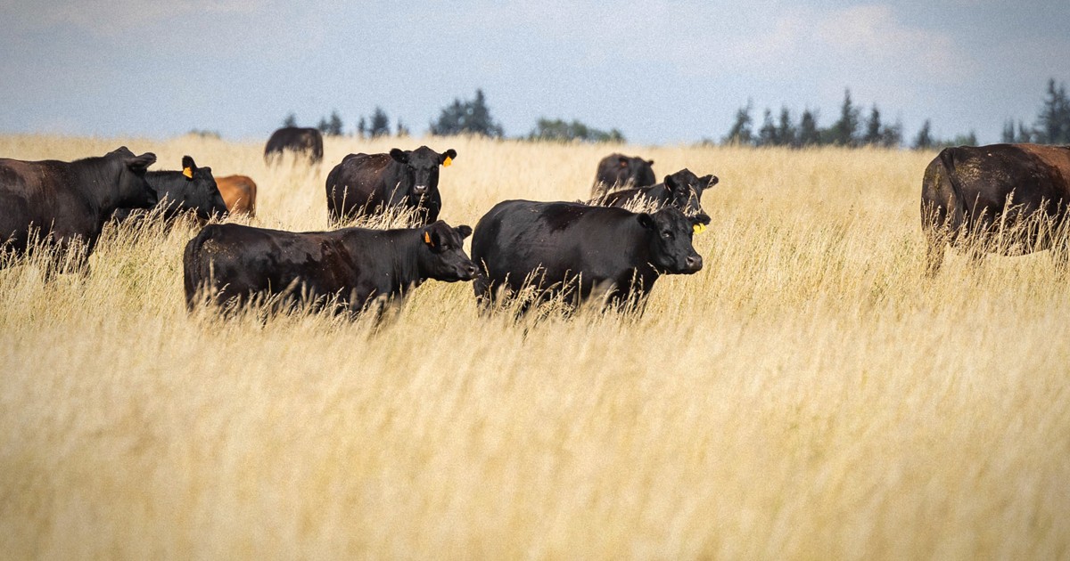 Our Prairie Roots Run Deep