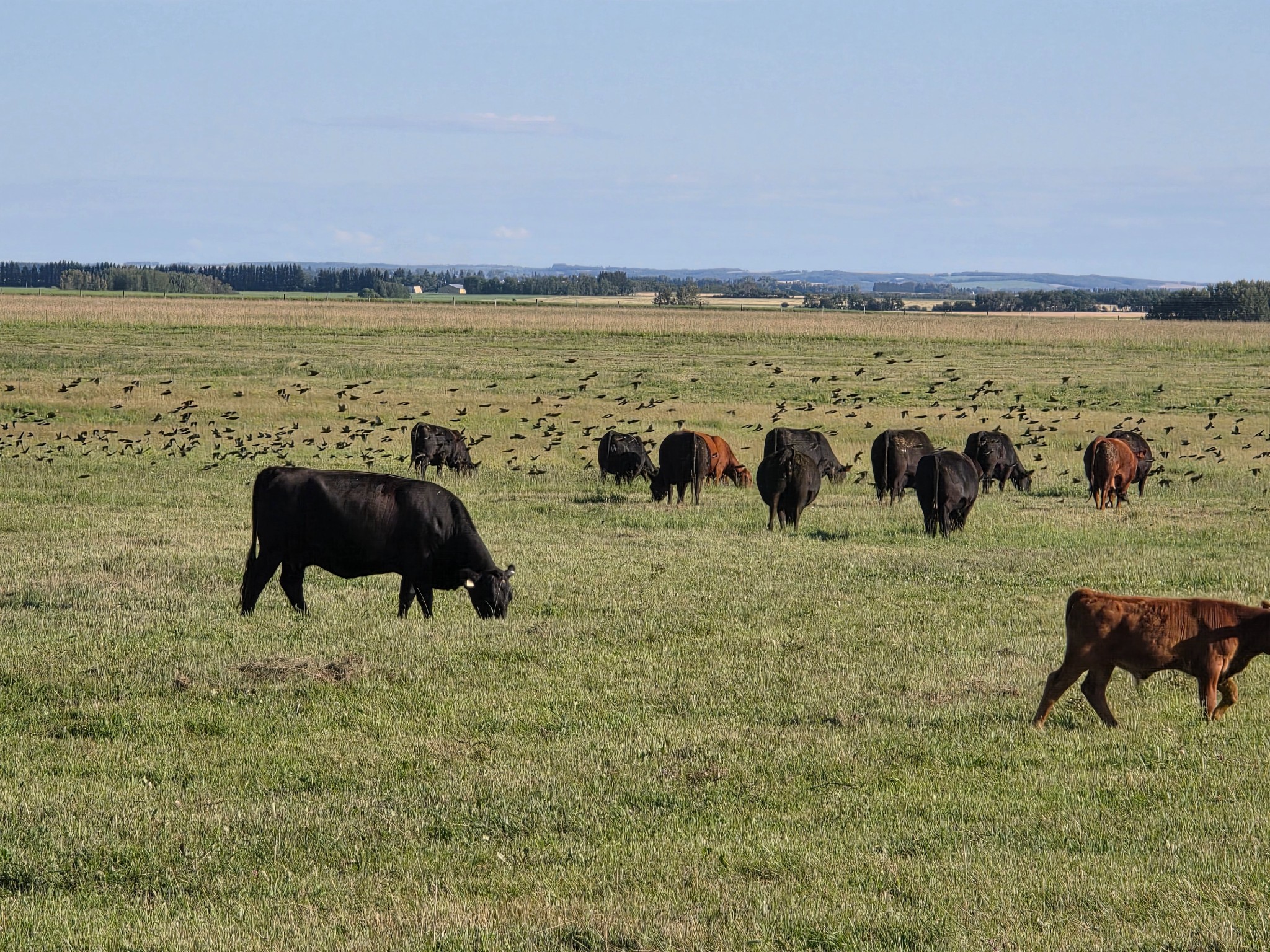 Why Our Cattle Are on the Move All Summer Long 