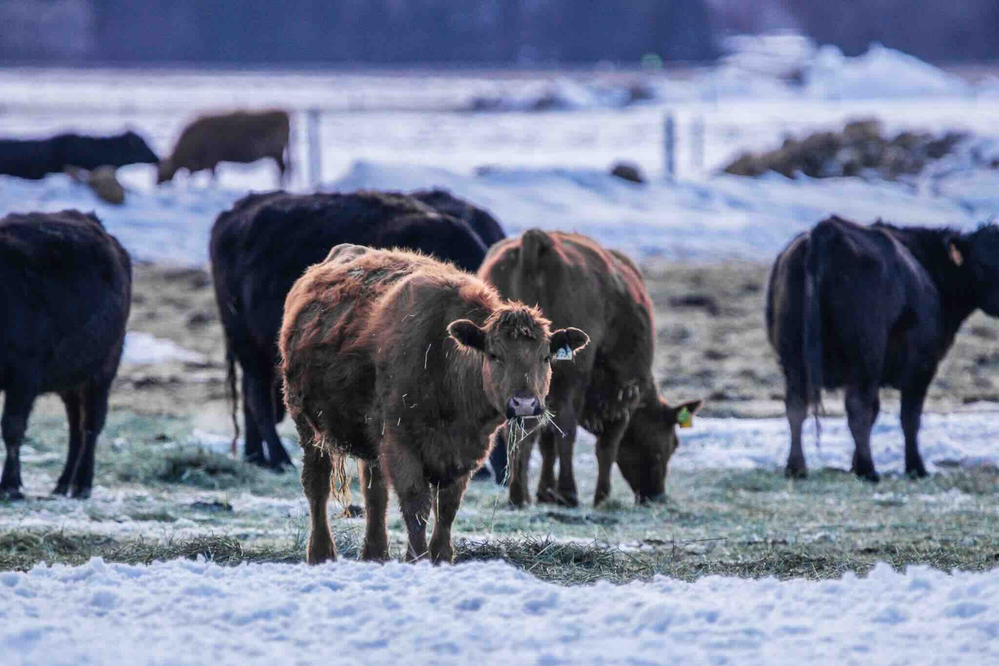 Regenerative Ranching in Winter