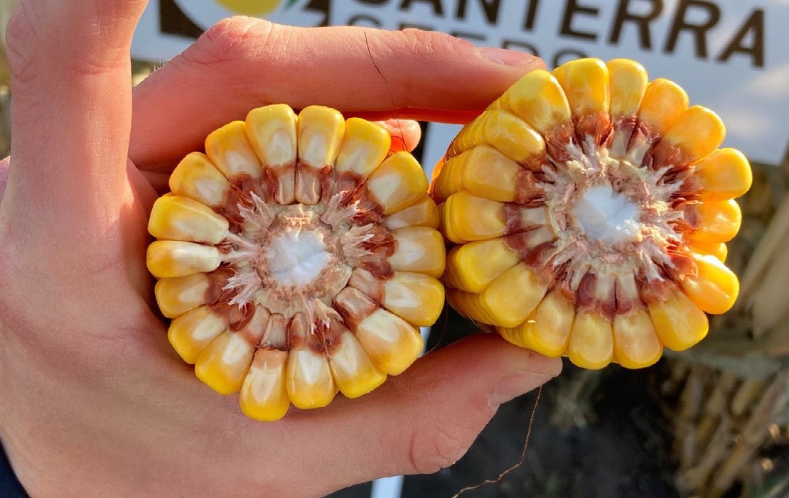 Silage Corn – Hybrid Selection Considerations