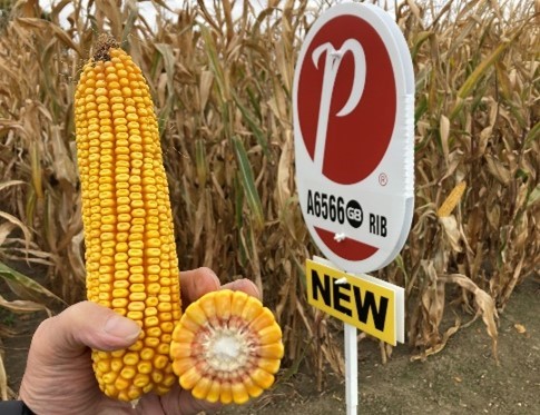 A6566G8 is a new hybrid that is commercially available for 2023!