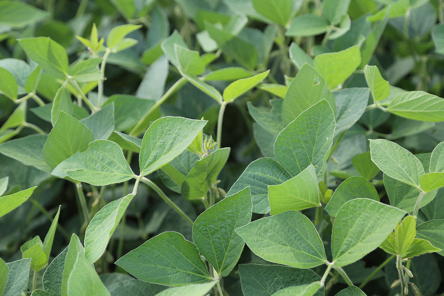 EN Soybeans - What does it mean?