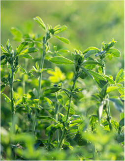 Evaluating Alfalfa Stands for Winter Injury 