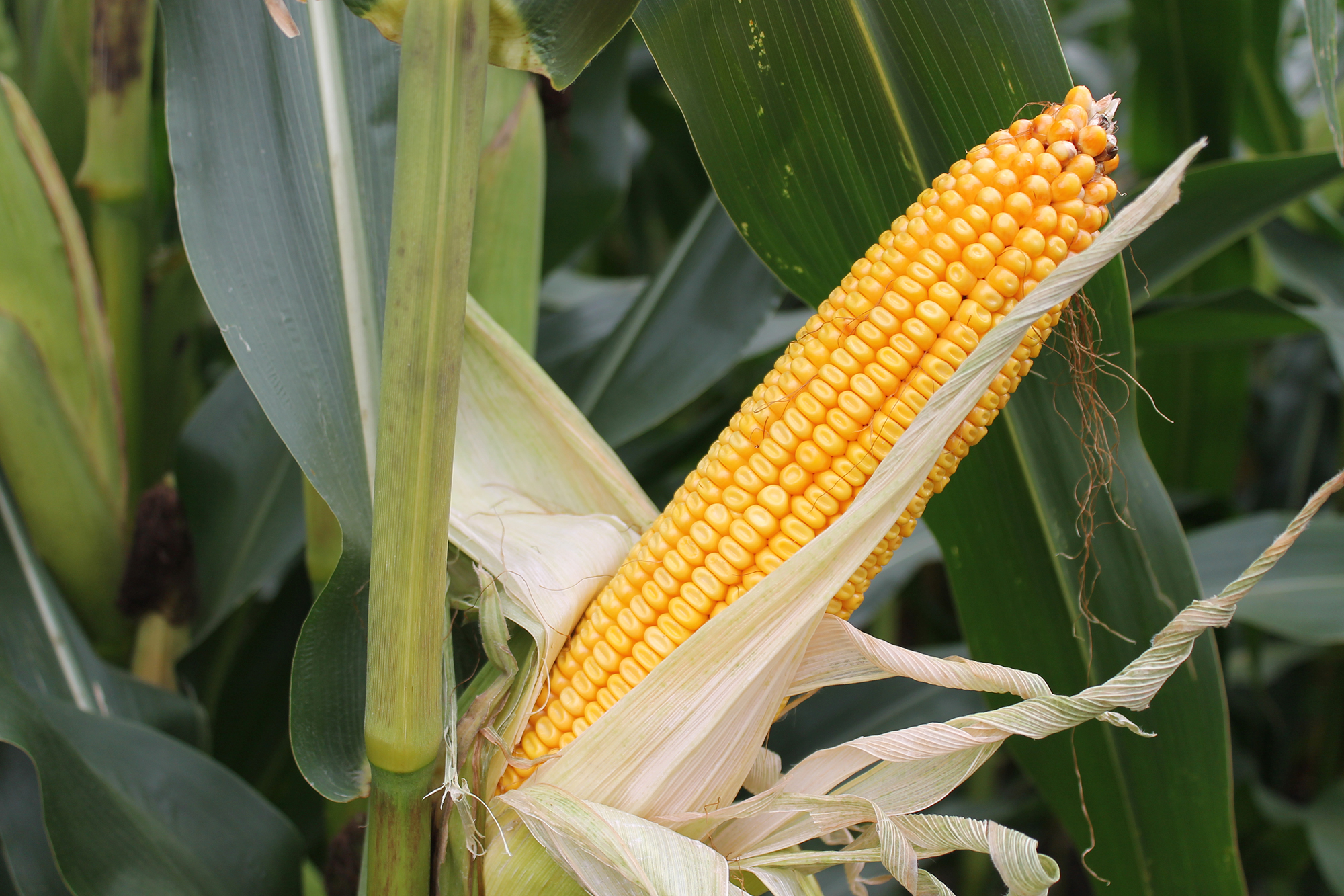 Goss’s Wilt in Corn