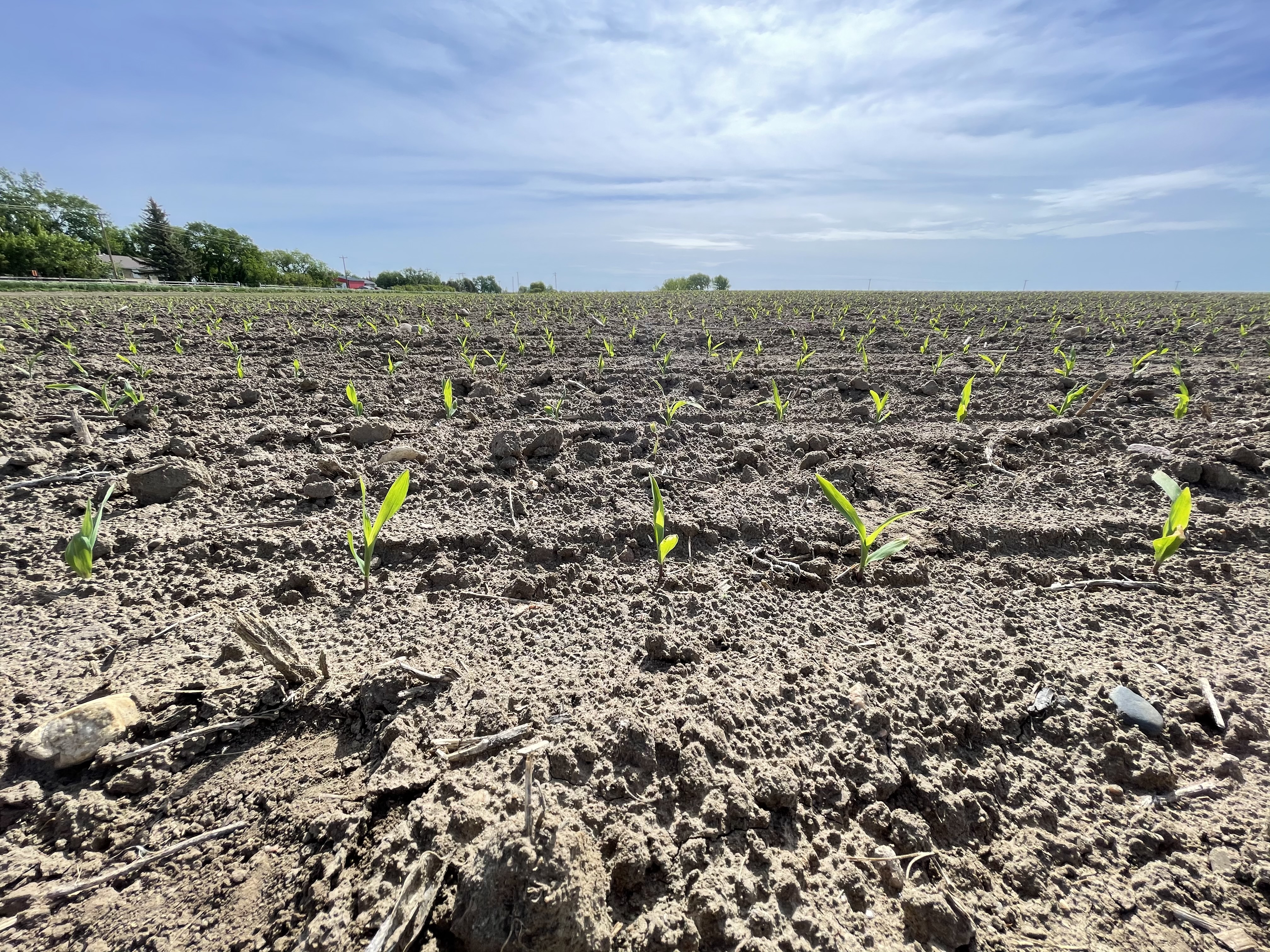 Analyzing Potential Yield Loss from Drought Stress