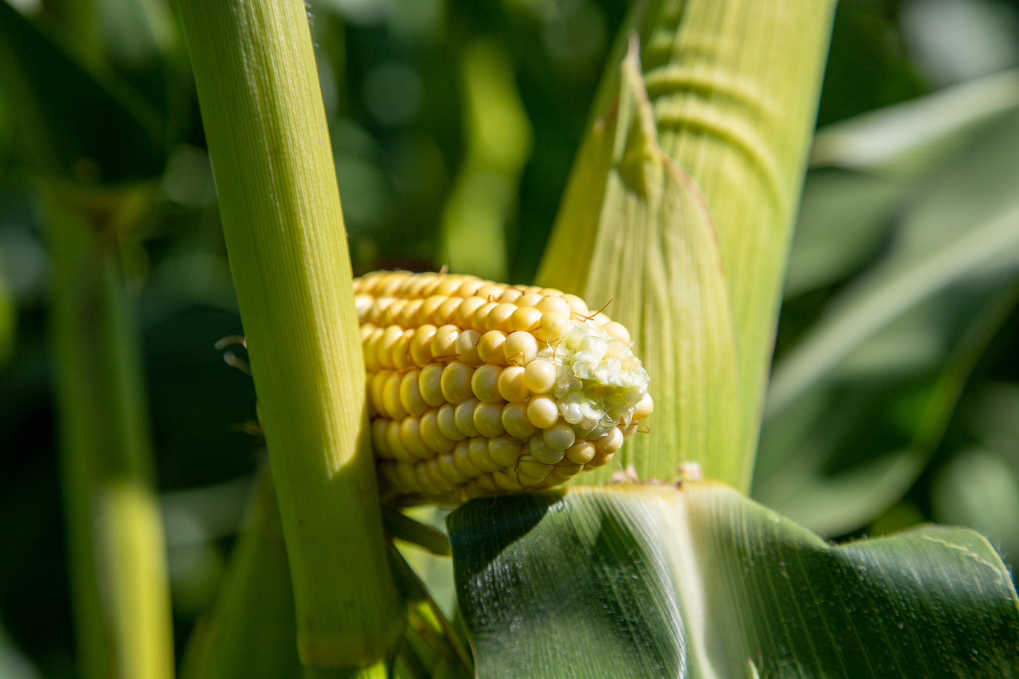 Corn School: Stress testing hybrids to see where they fit