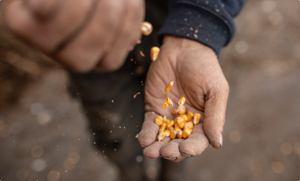 Seed Treatments