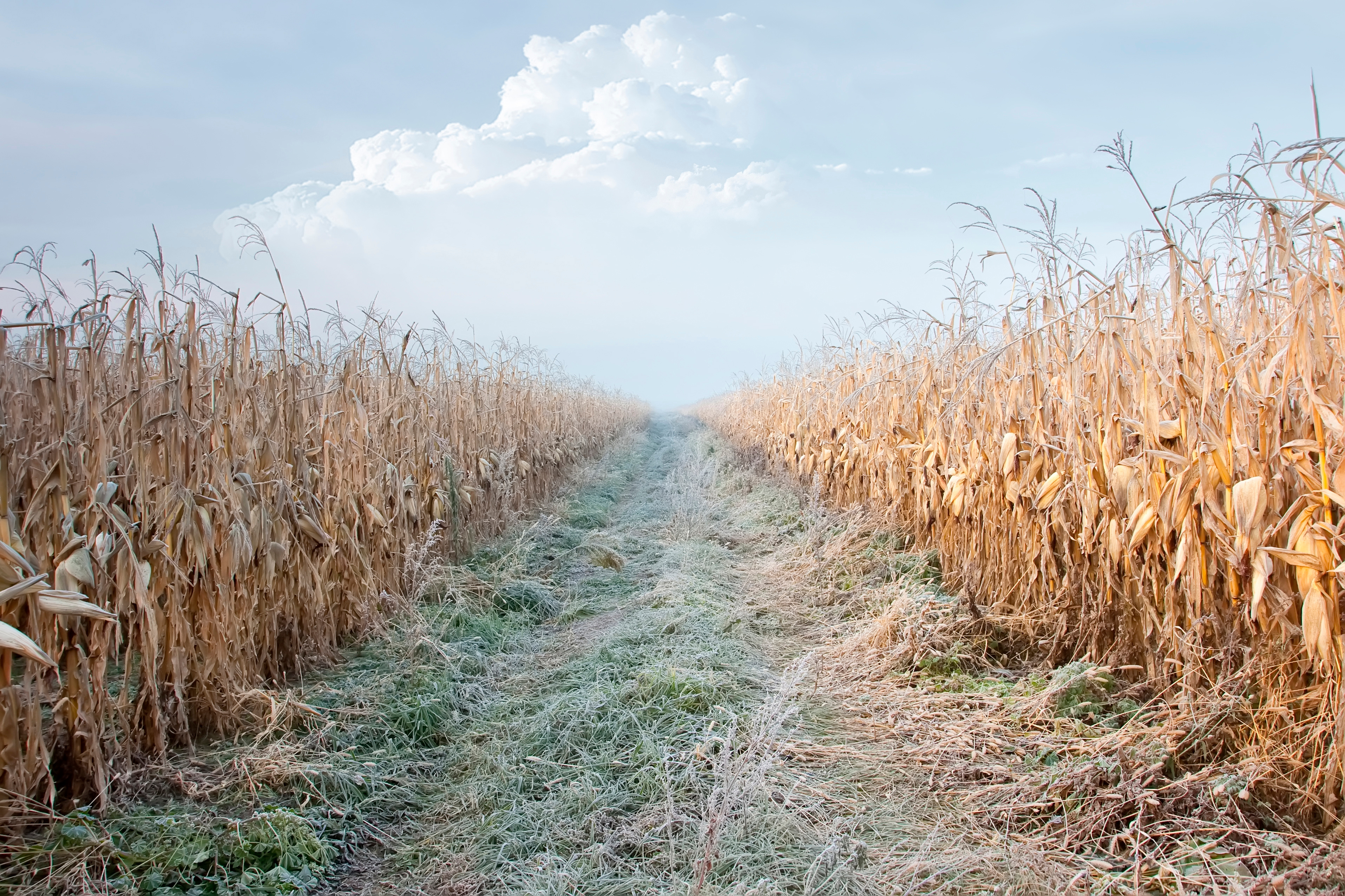 Late Season Frost