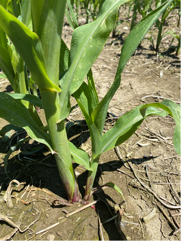 Optimizing corn yield 